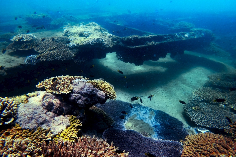 All-Inclusive Dolphin & Tangalooma Wrecks Day Cruise with Gold Coast Transfers