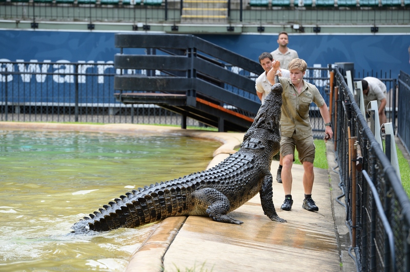 Australia Zoo Entry & Wildlife Hospital Sneak Peak - Image 3