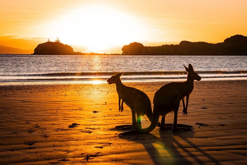Beach Sunrise with the Wallabies