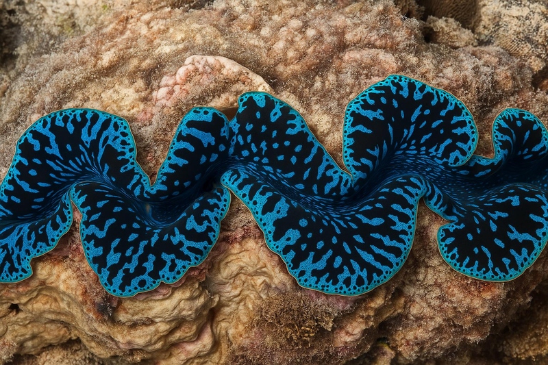 Beaver Reef Snorkel & Dunk Island Xpedition l Cairns Day Return - Image 3