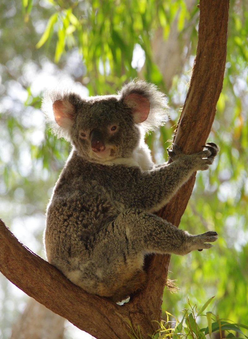 Guided Bus Tour of Magnetic Island - Image 2