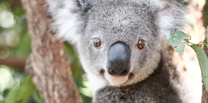 Lone Pine Koala Sanctuary - Image 3