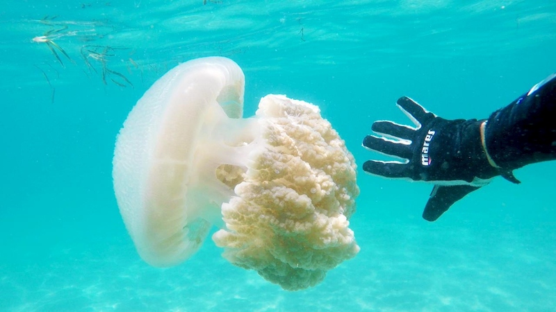 PADI Scuba Diver Course - Image 3