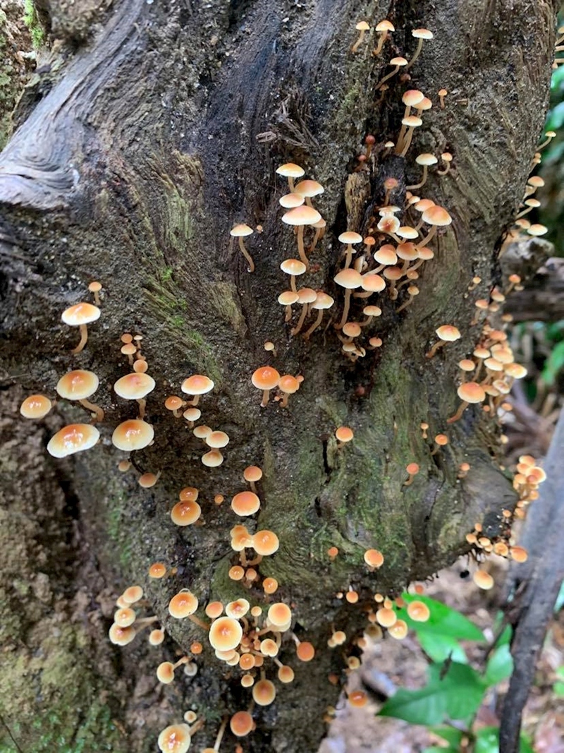 Platypus Paradise Tour