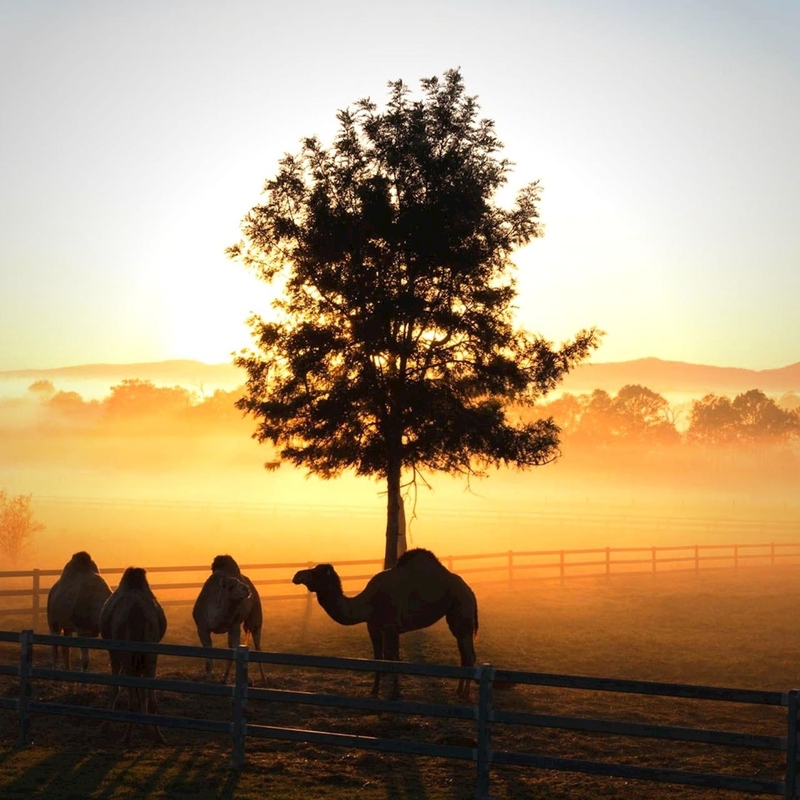 Sunrise Camel Ride - Image 3