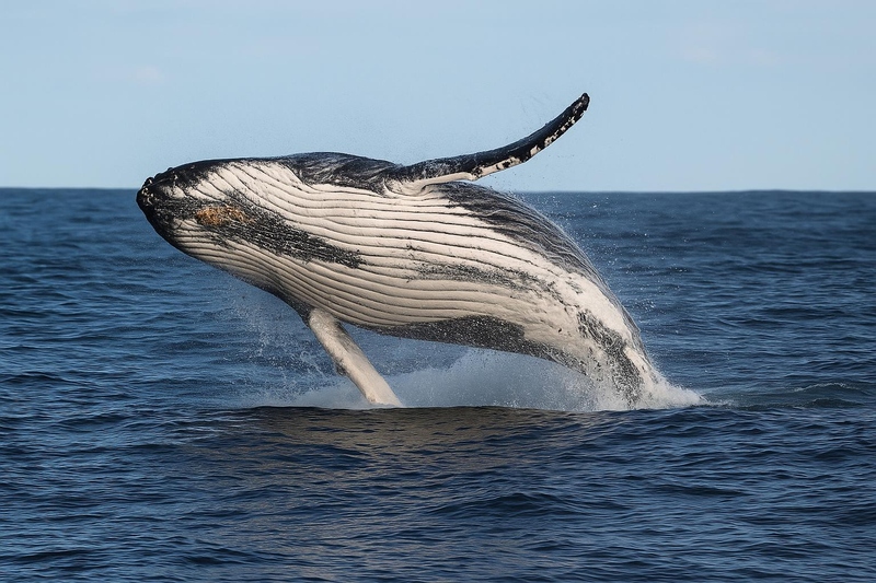 Whale Watching & Sandboarding Tour - Image 3