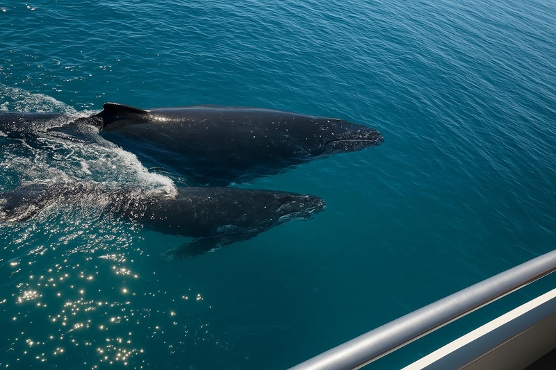 Whale Watching in Moreton Bay